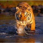 Nainital with Jim Corbett Park